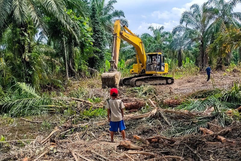 Protecting Childhood: Navigating Child Labor Laws in Indonesia's Palm ...