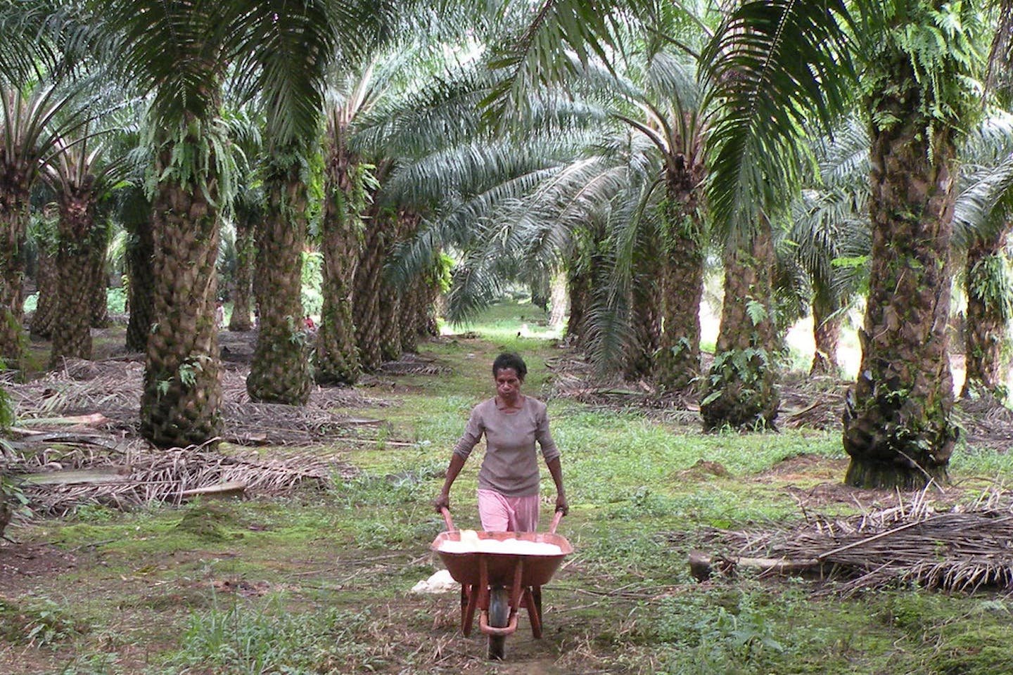 The perilous life of female palm oil plantation workers in Papua