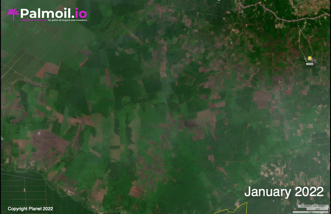 How Planet satellites have helped drive down palm oil-related deforestation