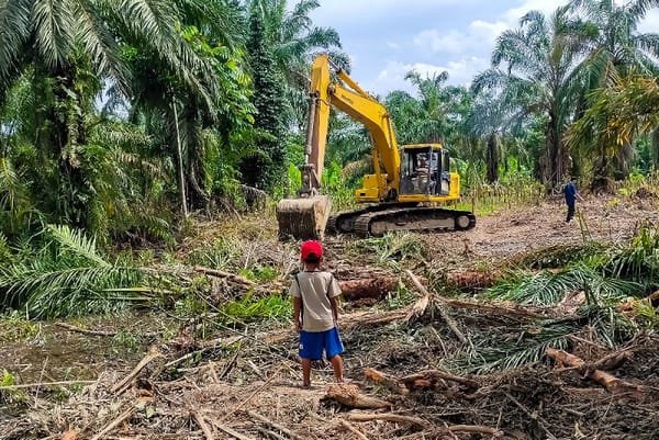 Protecting Childhood: Navigating Child Labor Laws in Indonesia's Palm Oil Industry